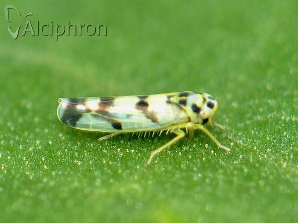 Eupteryx atropunctata