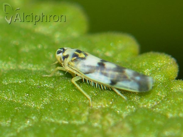Eupteryx atropunctata