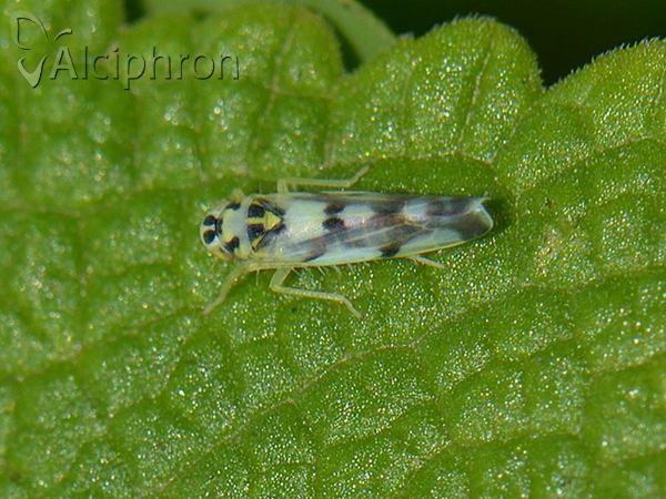 Eupteryx atropunctata