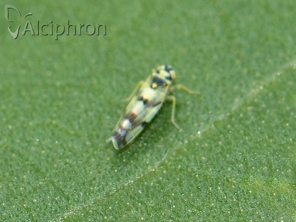 Eupteryx atropunctata
