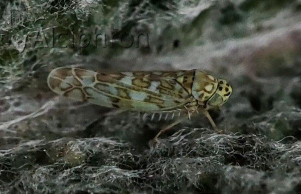 Eupteryx decemnotata