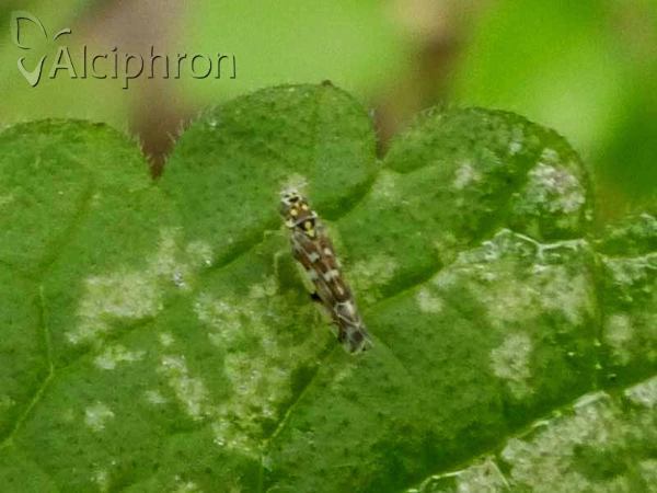 Eupteryx stachydearum