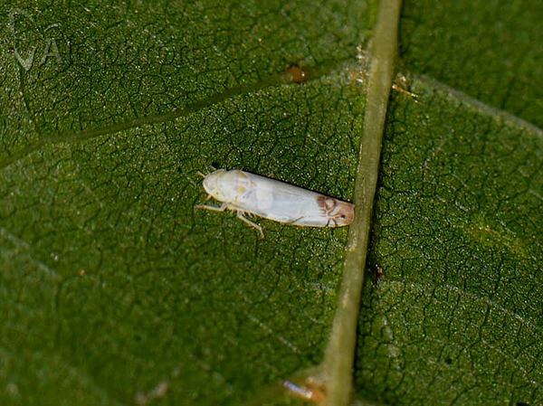 Zyginella pulchra