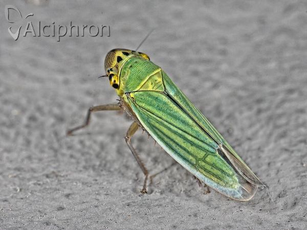 Cicadella viridis