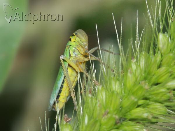Cicadella viridis
