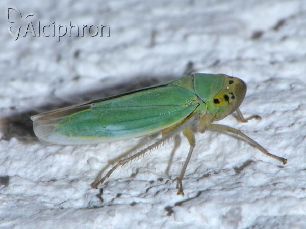 Cicadella viridis