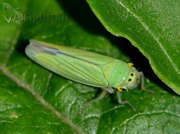 Cicadella viridis