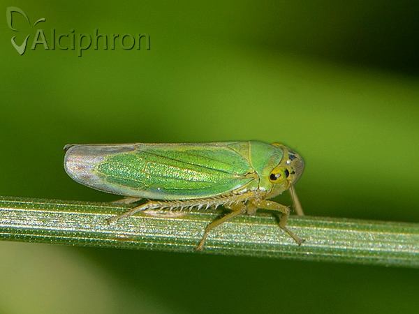 Cicadella viridis