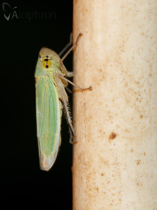 Cicadella viridis