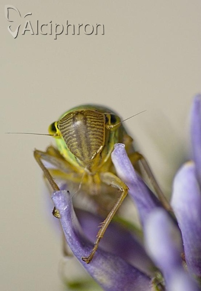 Cicadella viridis