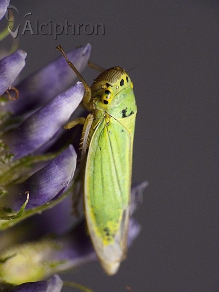 Cicadella viridis