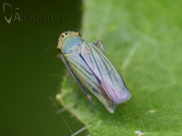 Cicadella viridis