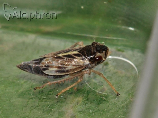 Evacanthus acuminatus