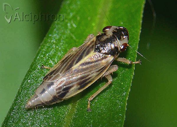 Evacanthus acuminatus