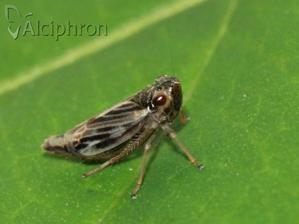Evacanthus acuminatus