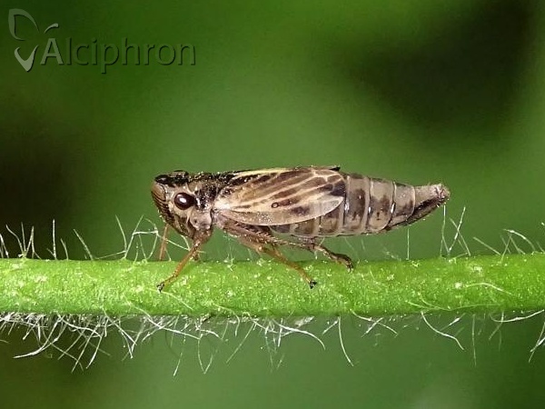 Evacanthus acuminatus