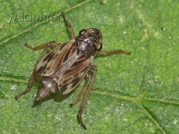 Evacanthus acuminatus