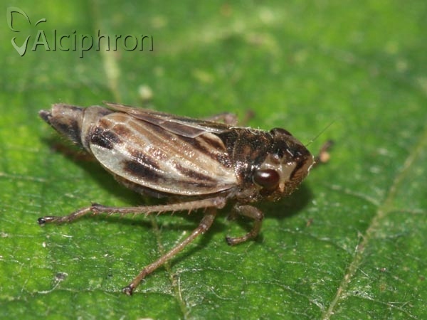 Evacanthus acuminatus