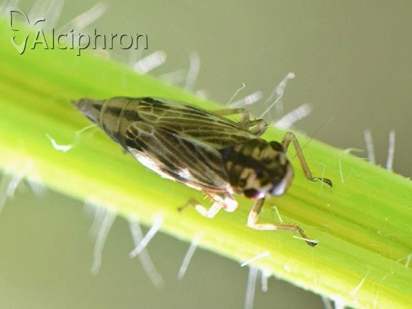 Evacanthus acuminatus