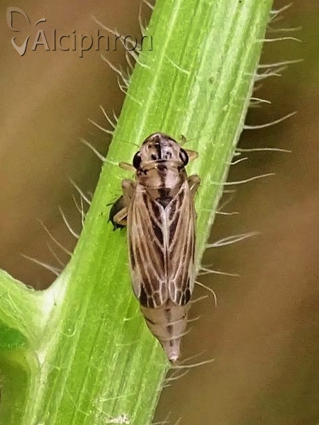 Evacanthus acuminatus