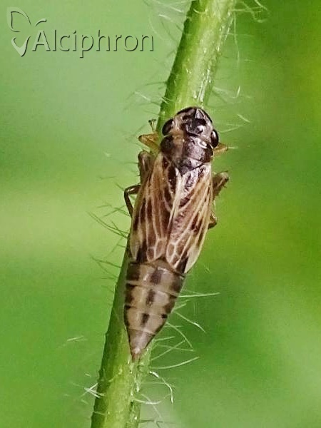 Evacanthus acuminatus