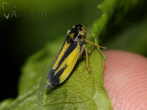 Evacanthus interruptus