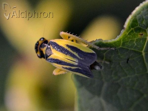 Evacanthus interruptus