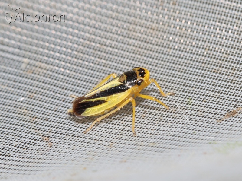 Evacanthus interruptus