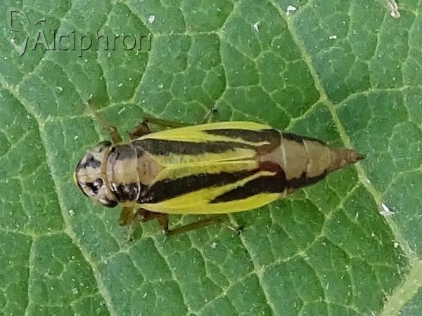 Evacanthus interruptus