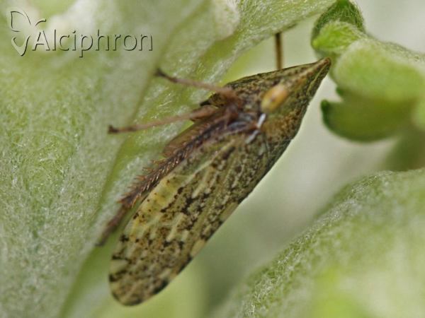 Aphrodes carinatus