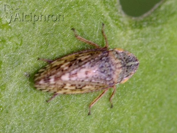 Aphrodes carinatus