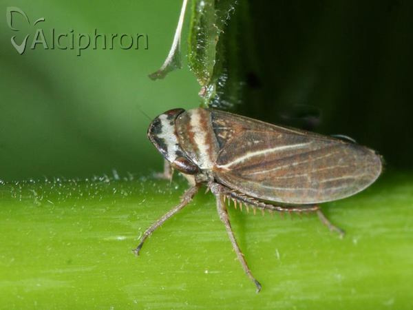 Aphrodes makarovi