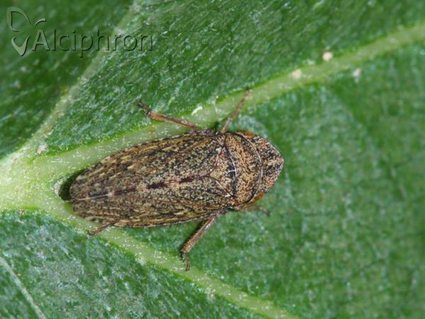 Aphrodes makarovi