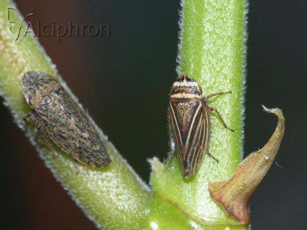 Aphrodes makarovi