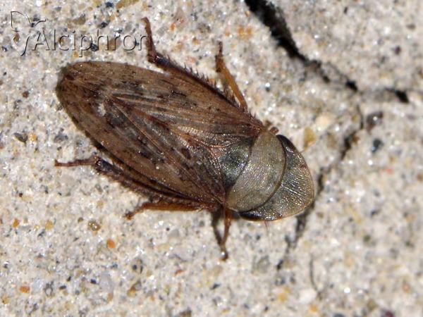 Aphrodes makarovi