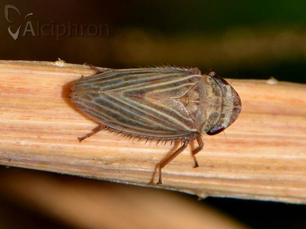 Aphrodes makarovi