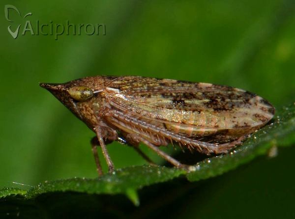 Aphrodes makarovi