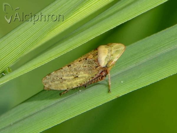 Aphrodes makarovi
