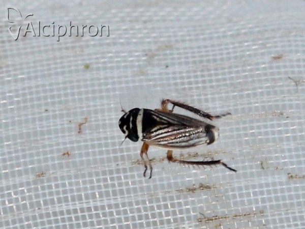 Anoscopus histrionicus