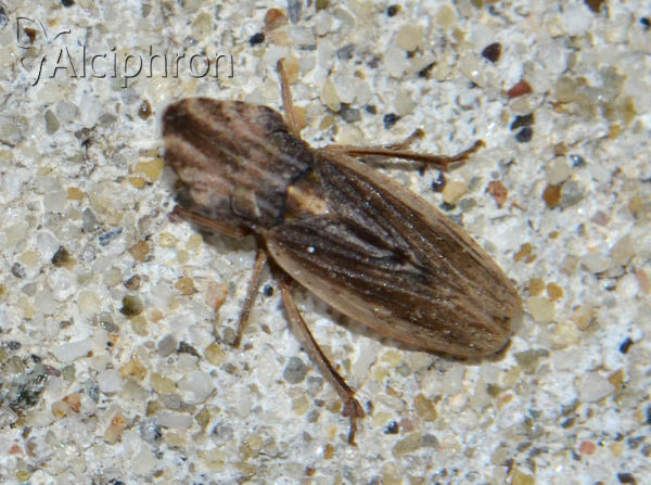 Eupelix cuspidata