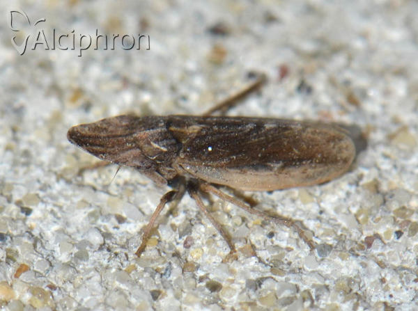 Eupelix cuspidata