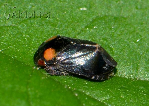 Penthimia nigra