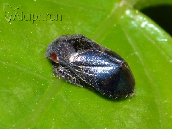 Penthimia nigra