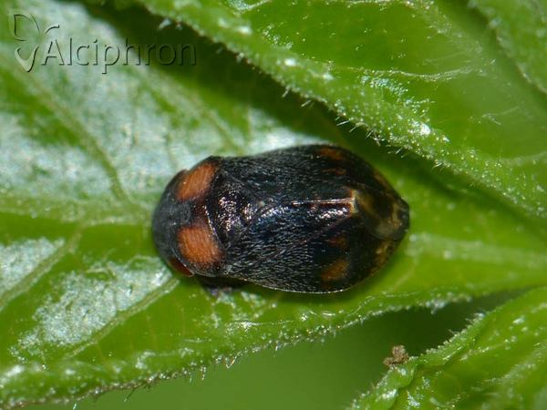 Penthimia nigra