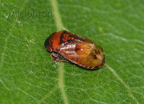 Penthimia nigra