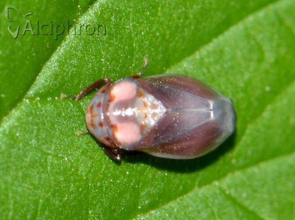 Penthimia nigra
