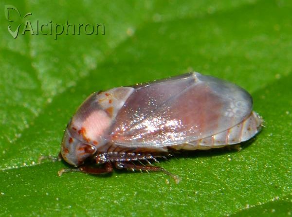 Penthimia nigra