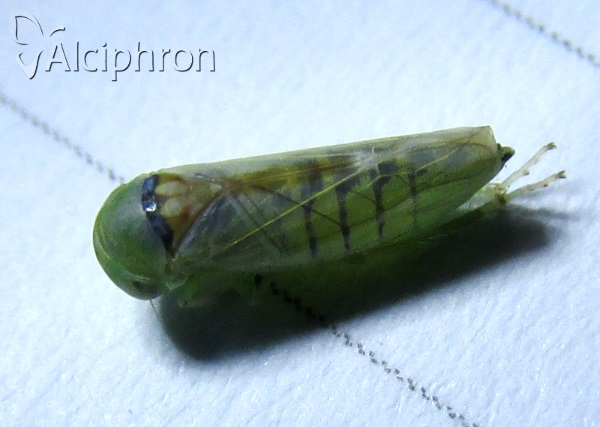 Viridicerus ustulatus