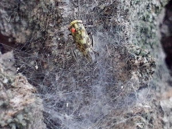 Stenidiocerus poecilus