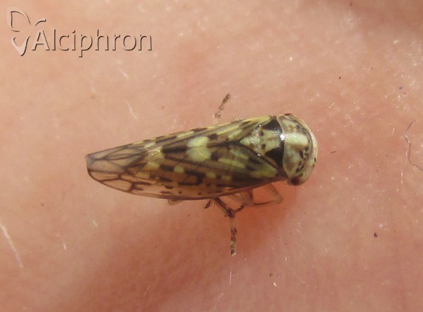 Stenidiocerus poecilus